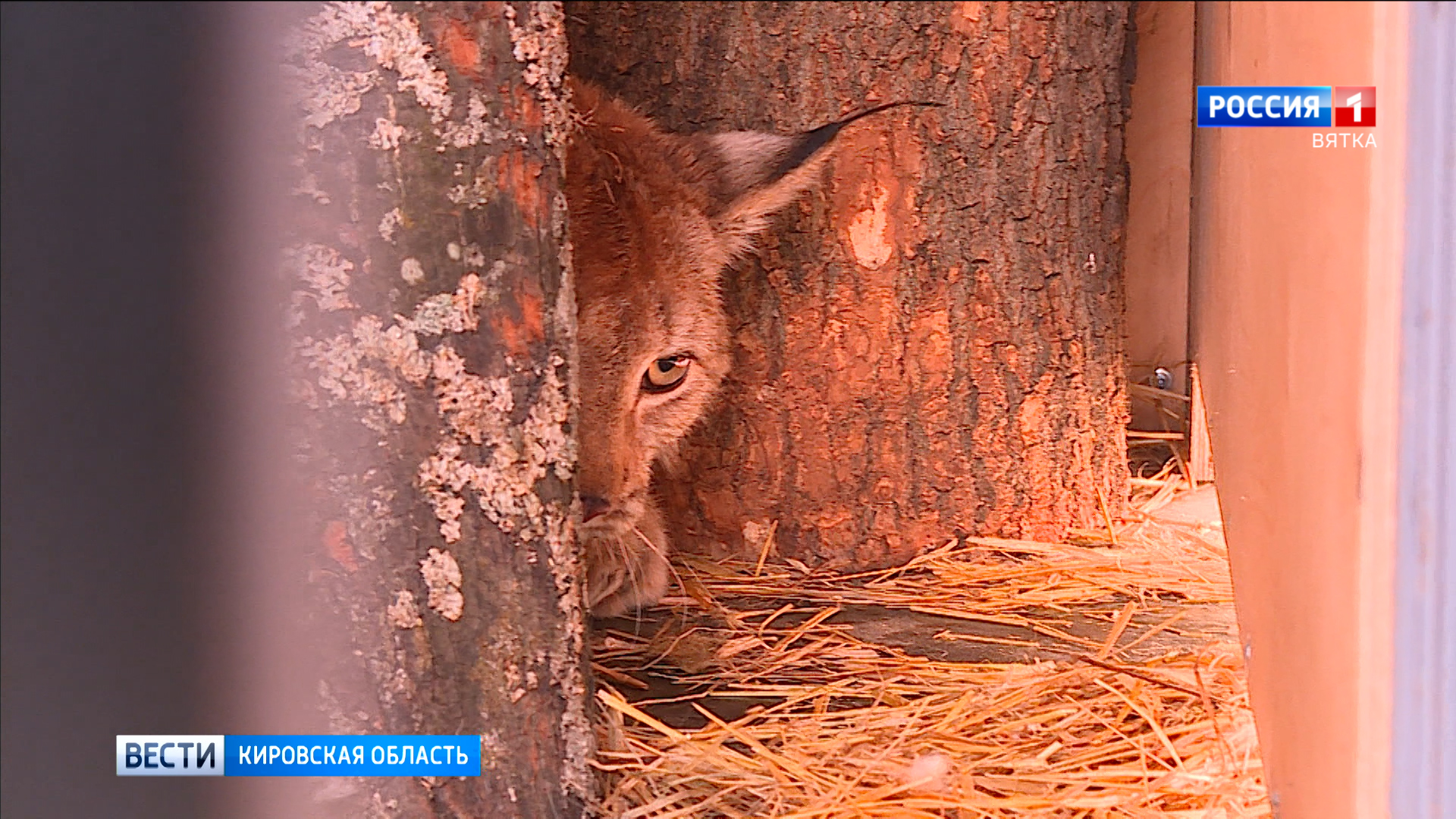 Рысята, пойманные весной в Кирове, погибли