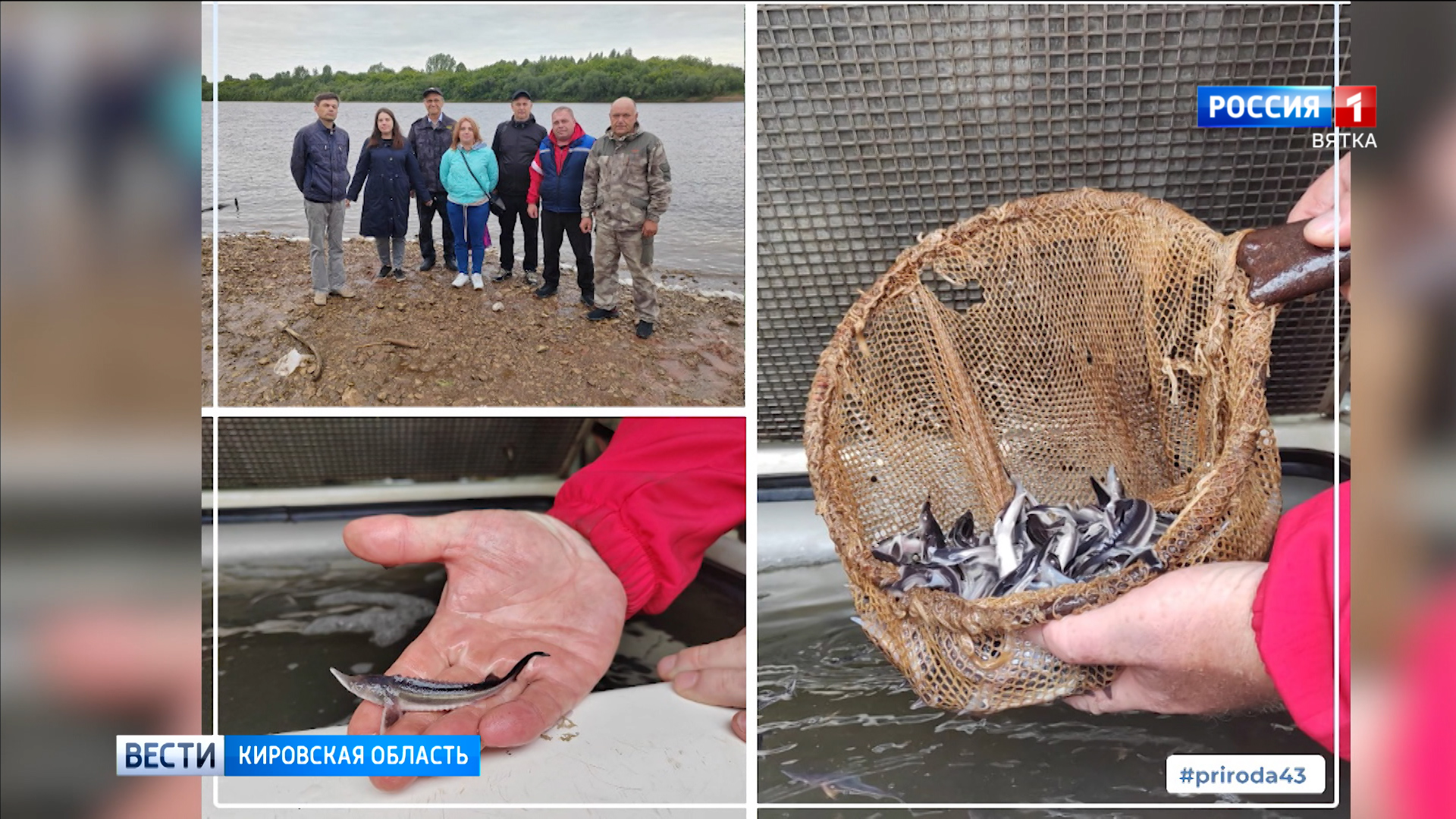 Обзор социальных сетей Кировской области