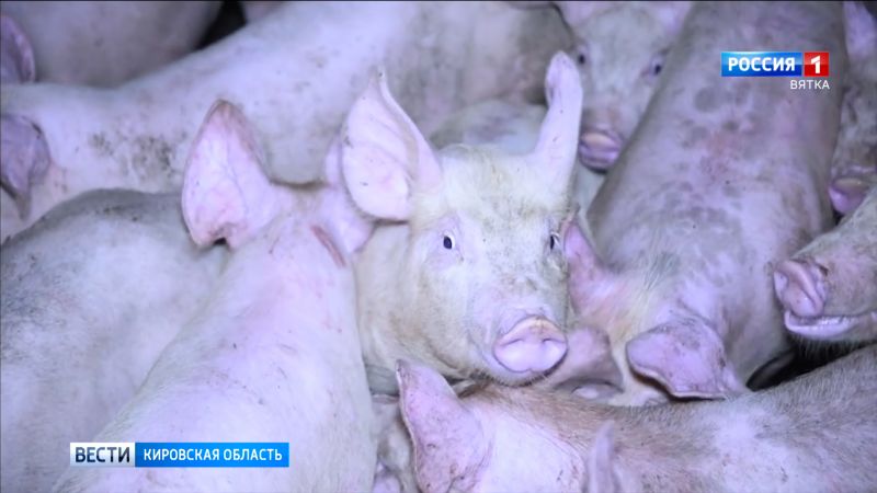 На границе с Нижегородской областью выявили вирус африканской чумы свиней