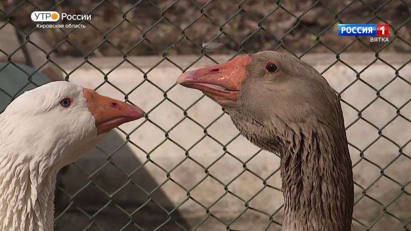 Хвост за хвост. Гуси (01.06.2023)