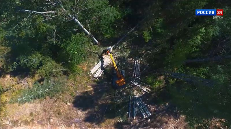 В Яранском районе неизвестные вырубили лес на 230 тысяч рублей