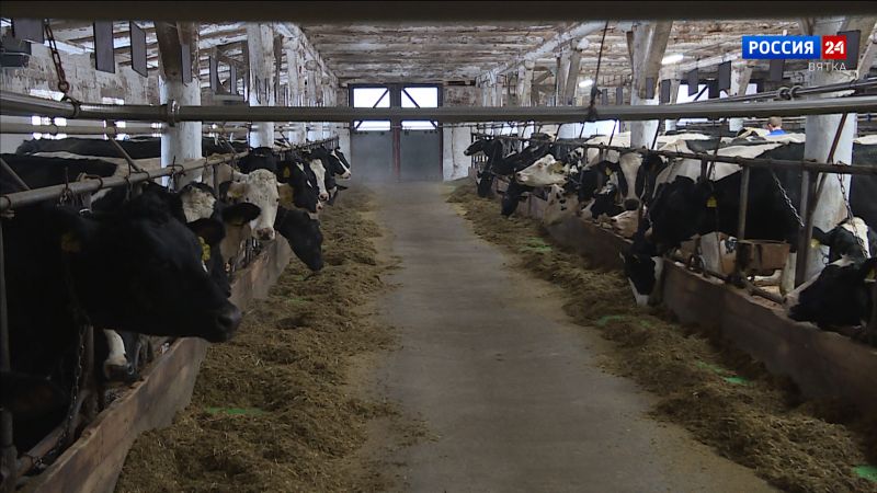 В Малмыжском районе установлен карантин по лейкозу крупного рогатого скота