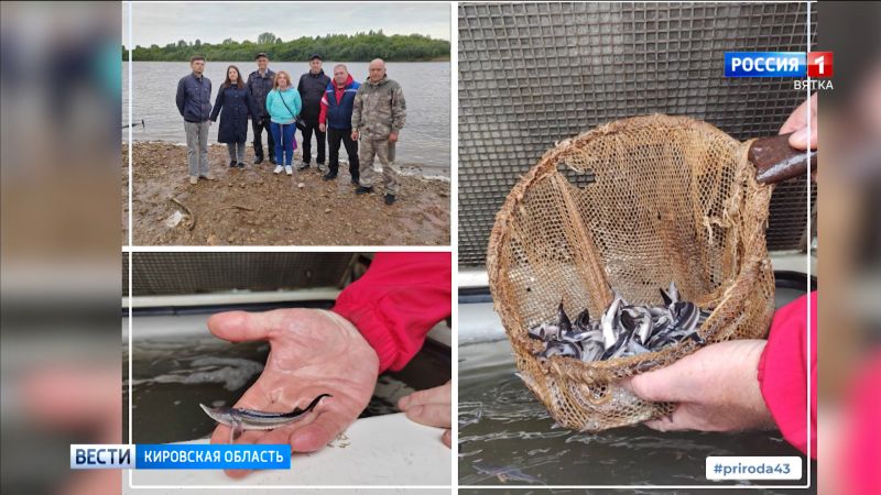 Обзор социальных сетей Кировской области