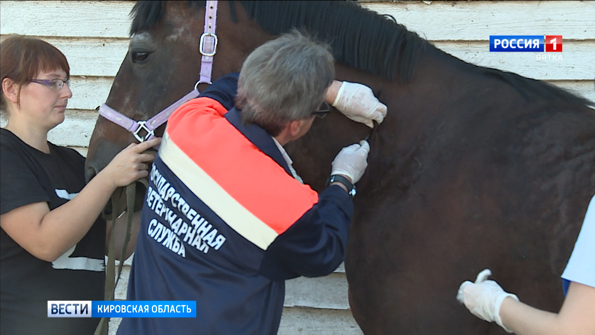 В Кирове проводят бесплатную вакцинацию сельскохозяйственных животных от бешенства