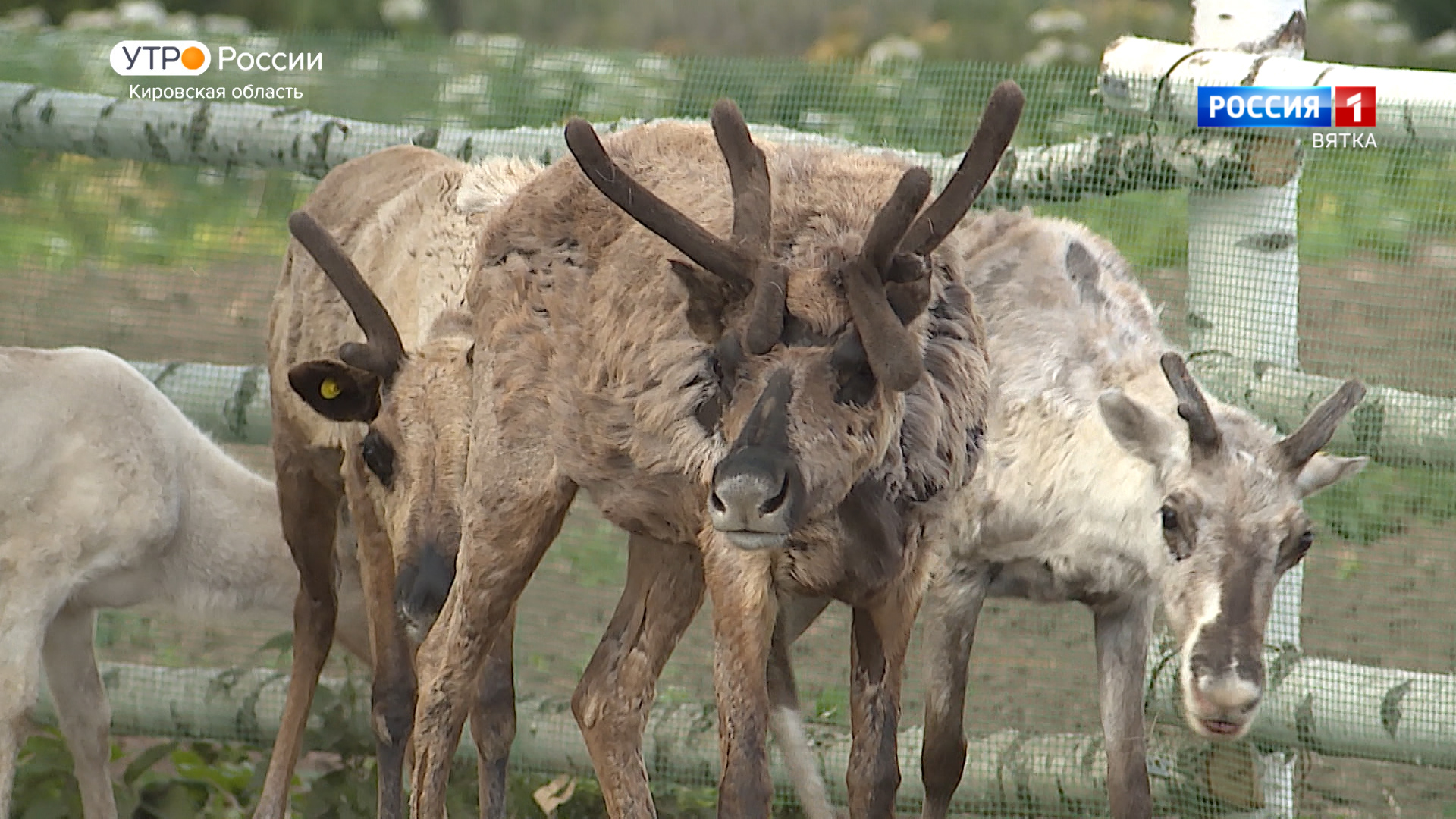 Хвост за хвост. Северные олени (20.07.2023)