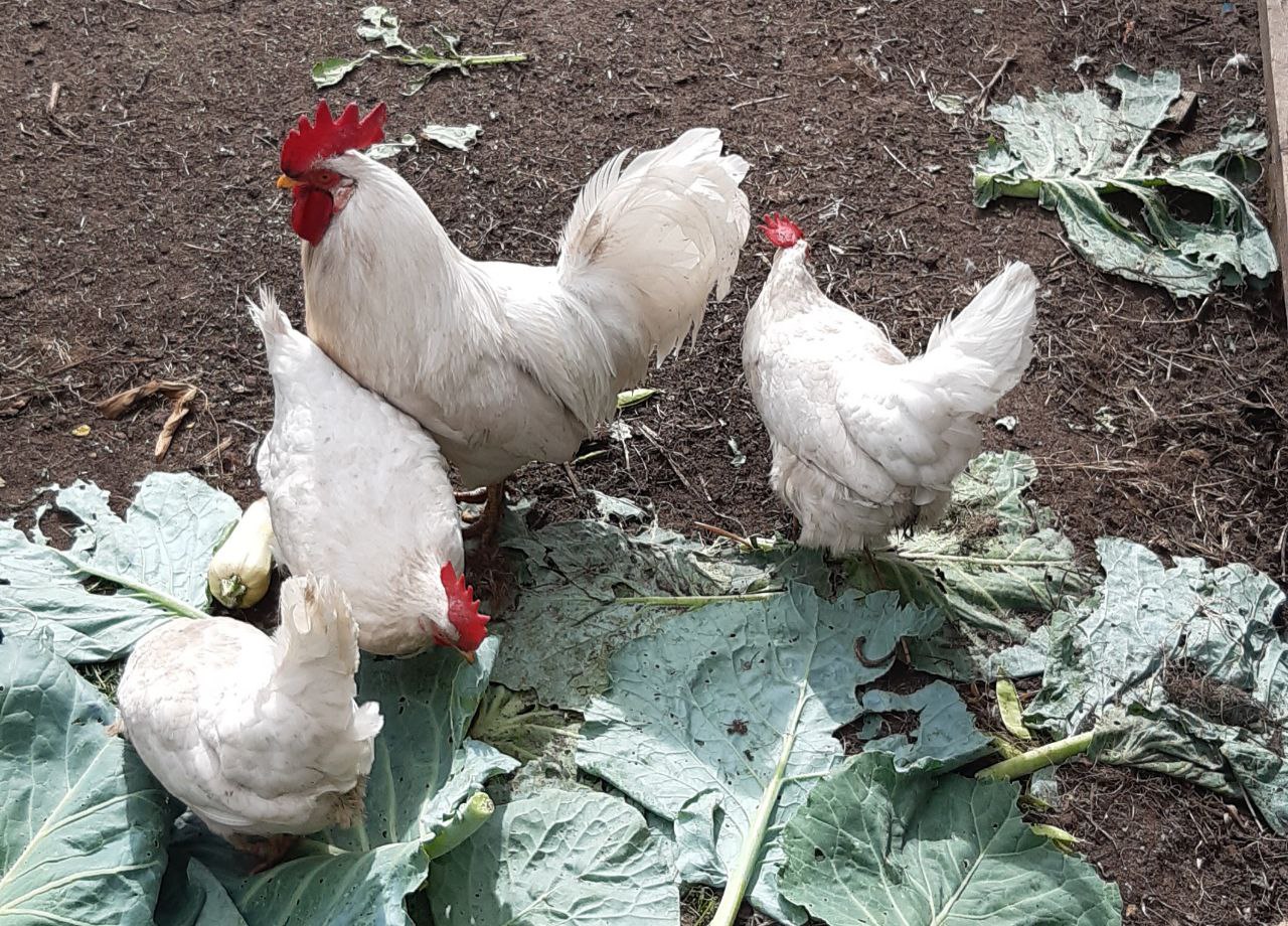 В Кировской области отменен карантин по птичьему гриппу