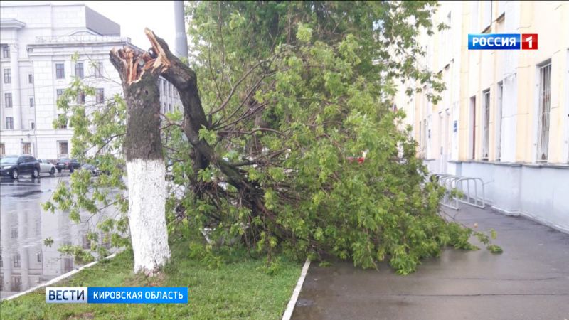 В Кирове на Театральной площади срубили аварийные деревья