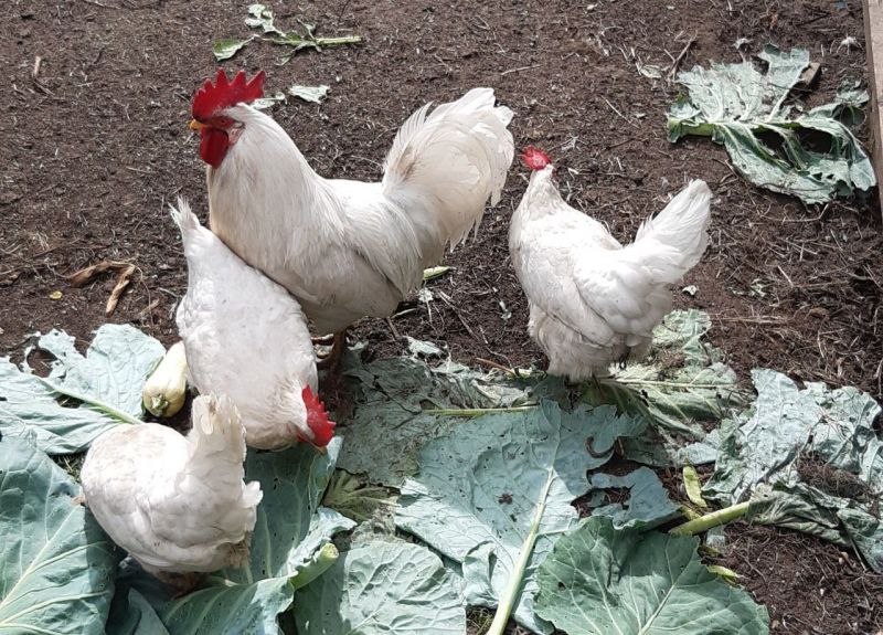 В Кировской области отменен карантин по птичьему гриппу