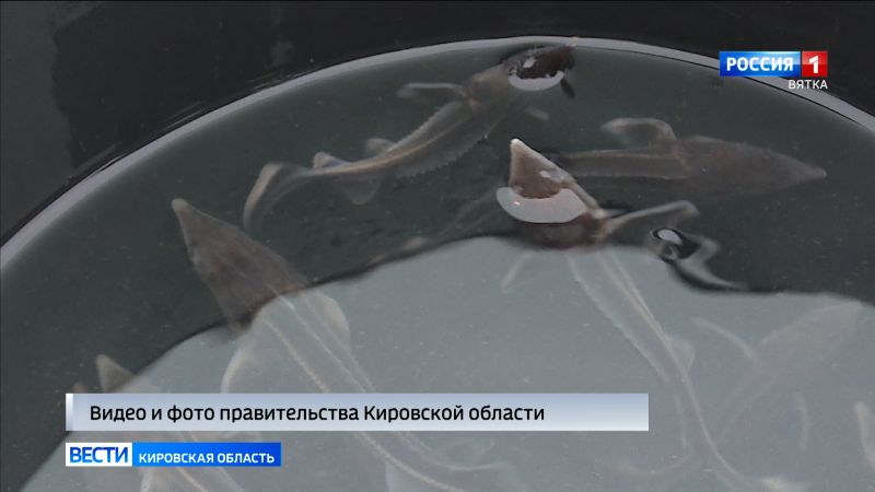 В Вятку в районе Котельнича выпустили 170 тысяч мальков стерляди