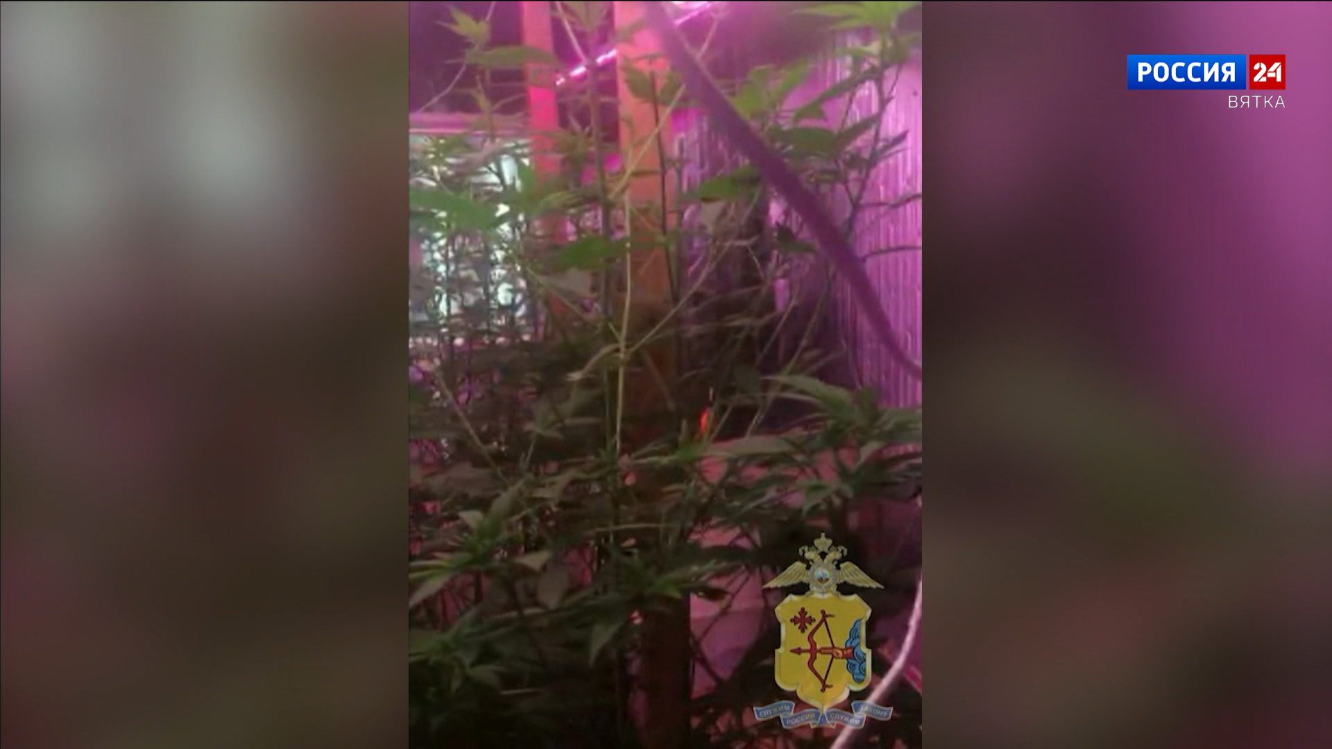 В Верхошижемском районе полицейские обнаружили более ста кустов конопли