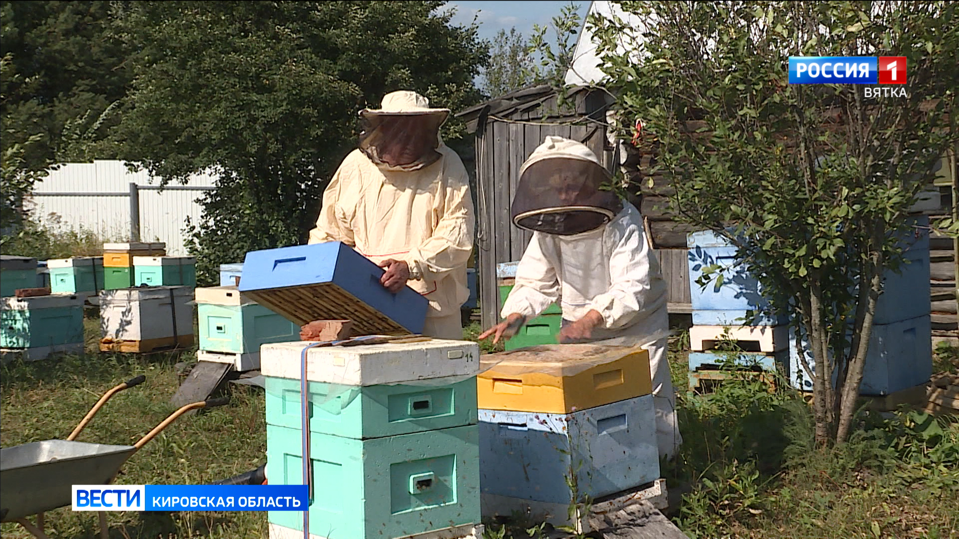 В Кировской области зафиксированы жалобы по фактам массовой гибели пчел