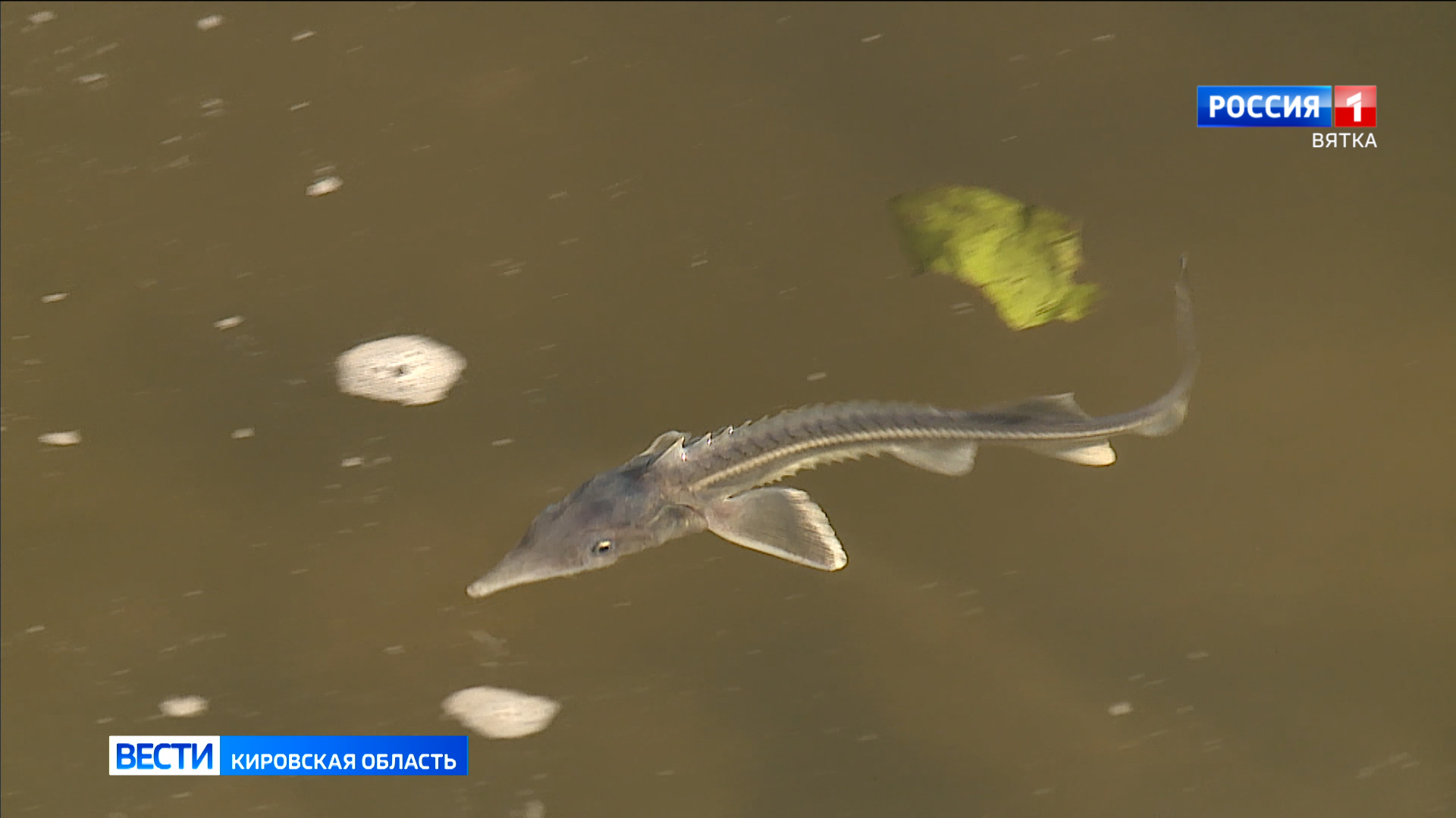 Сорок четыре тысячи мальков выпустили в Вятку на набережной в Нововятске