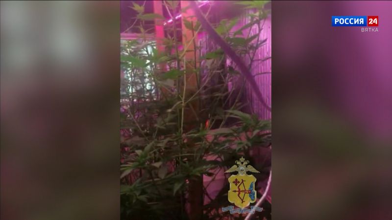 В Верхошижемском районе полицейские обнаружили более ста кустов конопли