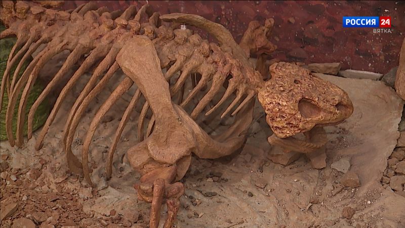 В Котельничском районе прошла экспедиция на местонахождение парейазавров