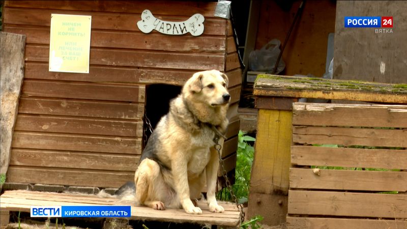 Приют-передержка «Улыбка собаки» в Кирове переехал