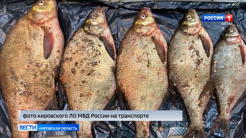 В Котельничском районе транспортные полицейские задержали двух браконьеров