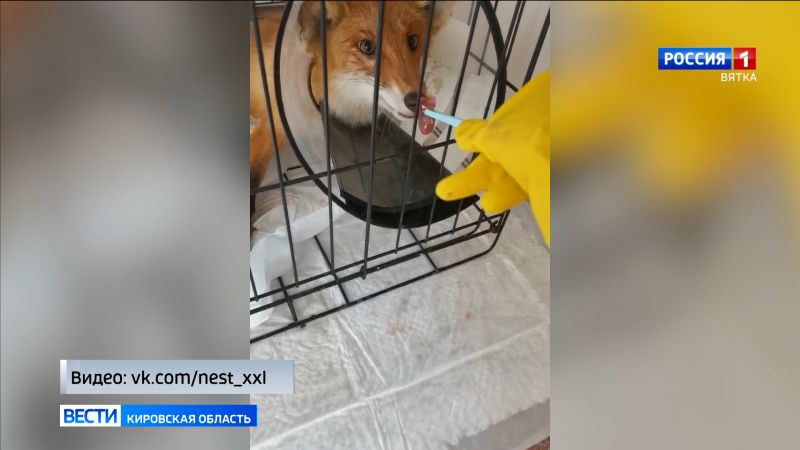 Кировские волонтеры рассказали о состоянии лисенка, попавшего в ДТП