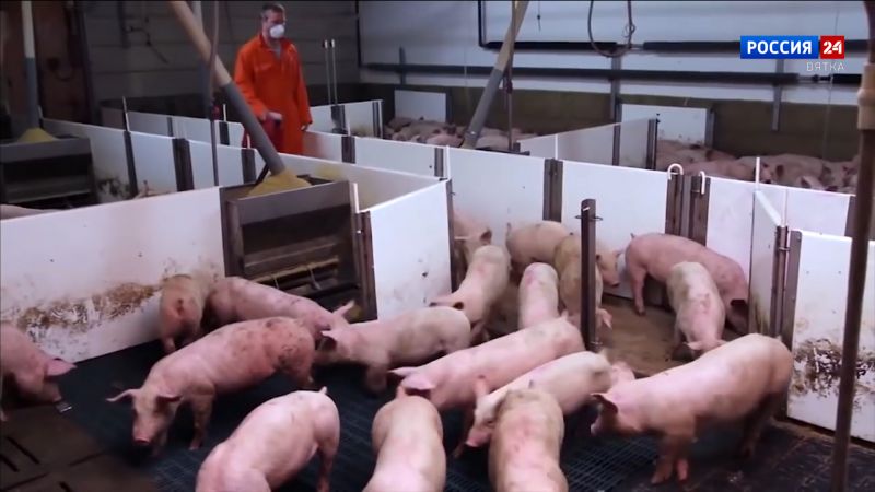 В Кировской области отменён карантин по африканской чуме свиней