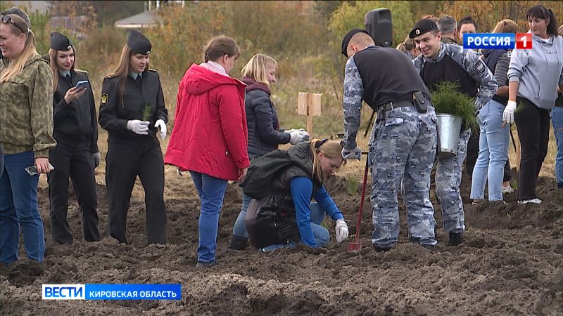 В Бобинском лесничестве высадили более 3000 сеянцев сосны