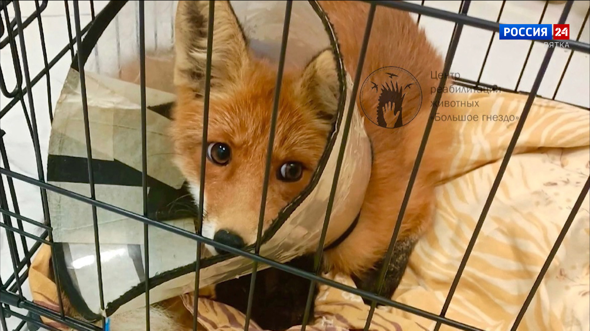 Волонтеры «Большого гнезда» обратились к кировчанам за помощью