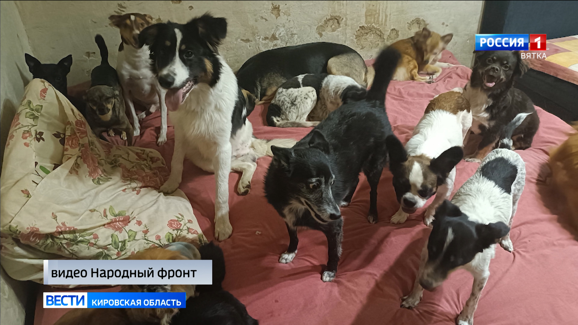 Кировчане могут помочь тяжелобольным животным Донбасса