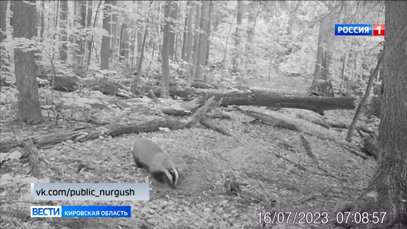 В заповеднике «Нургуш» засняли готовящегося к зимней спячке барсука