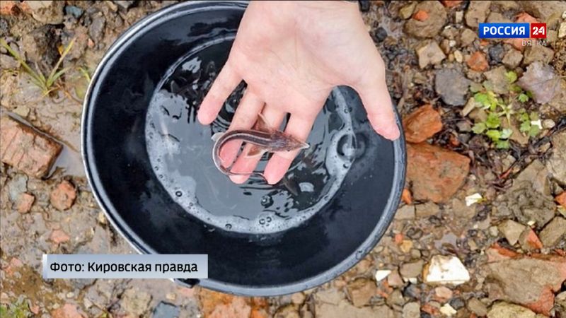В Вятку в районе Кирово-Чепецка запустили 120 тысяч мальков стерляди