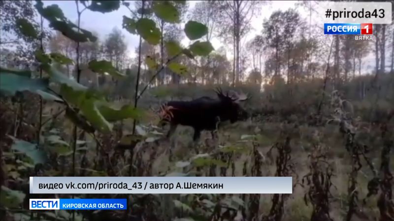 Охотовед из Лузского района заснял лося на близком расстоянии