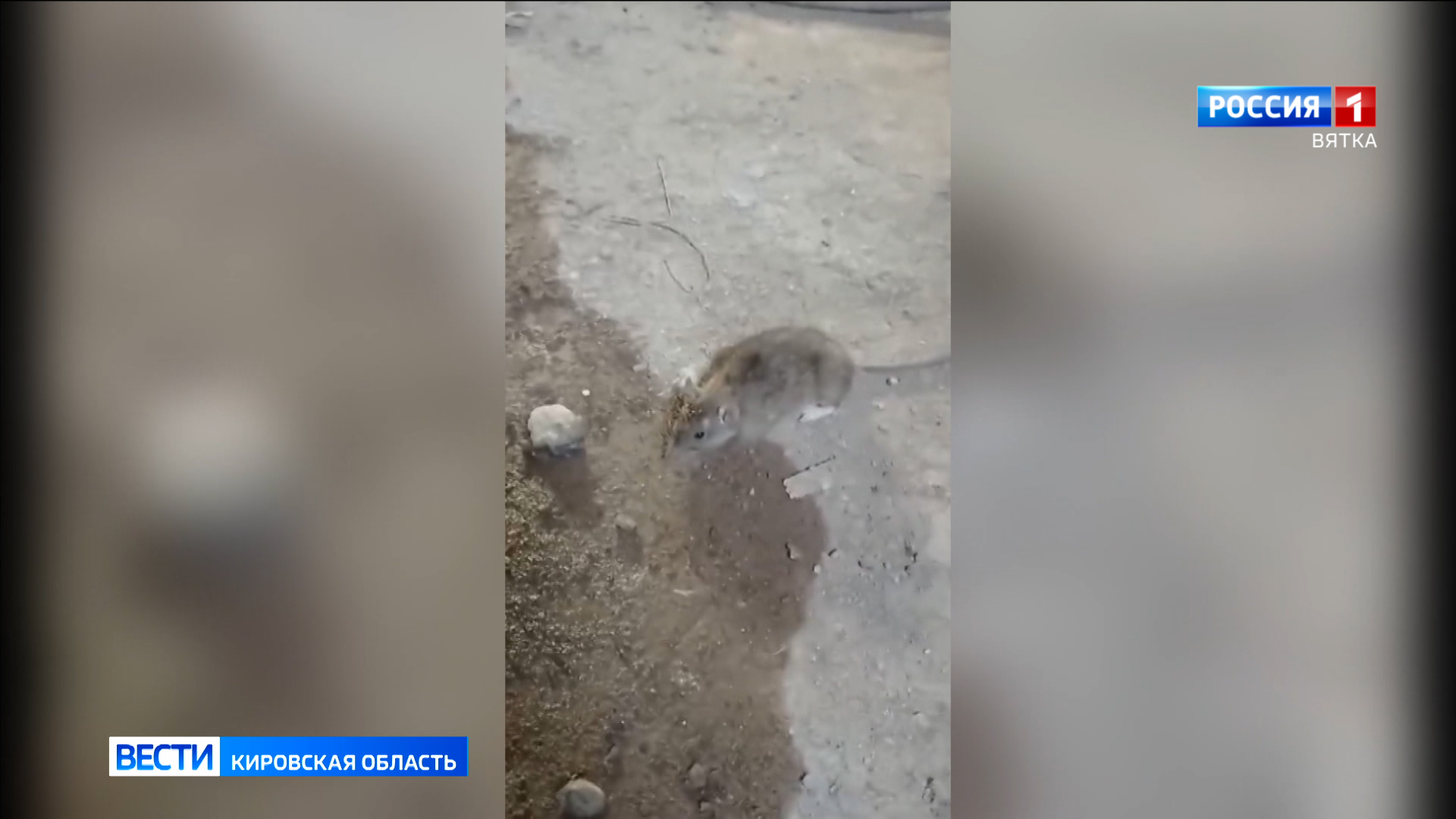 Крысы, комары, зловонный запах: в подвале дома на Красина, 47 протекла канализация