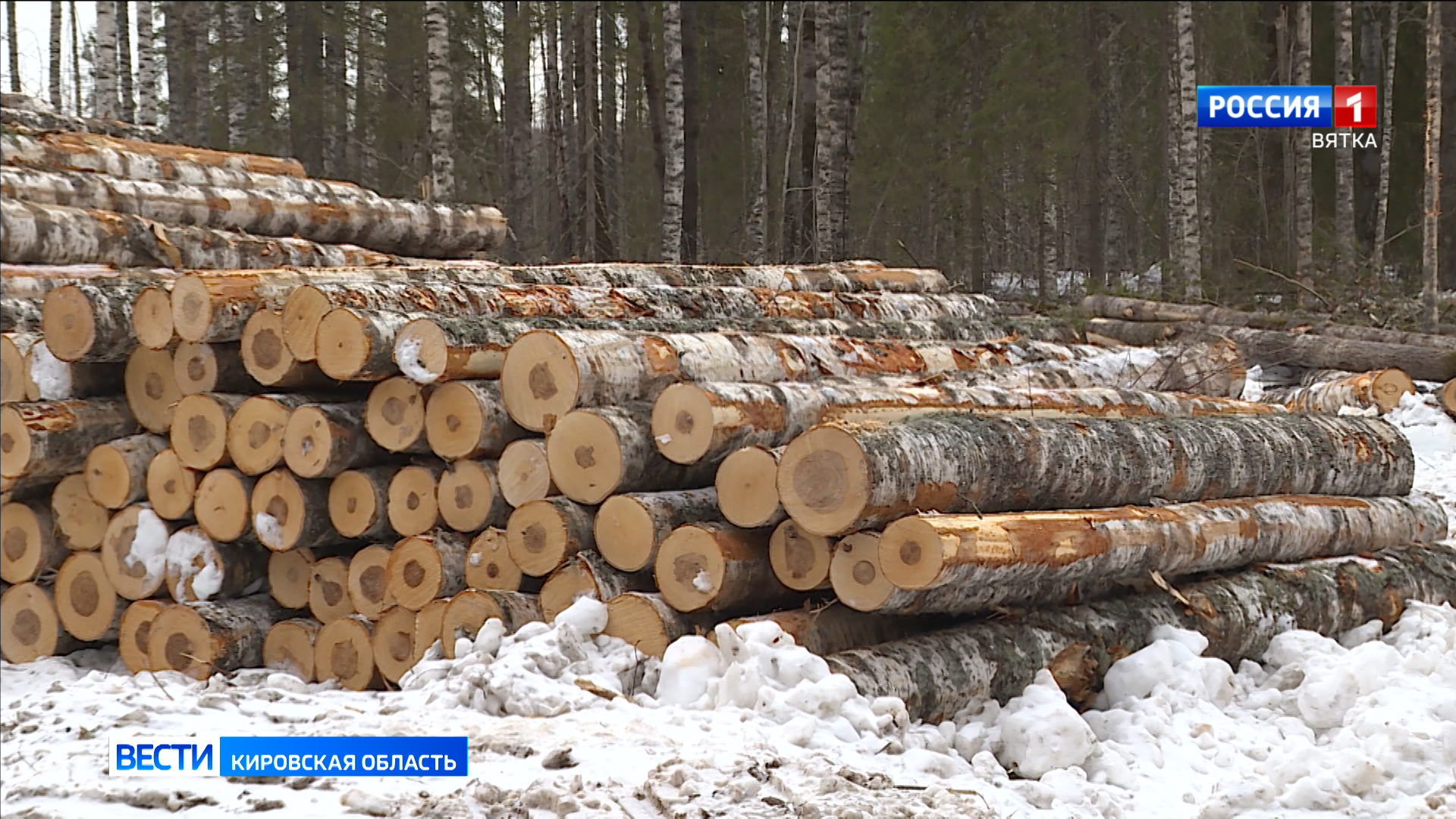 За два года объем незаконной рубки в лесах Кировской области сократился в шесть раз