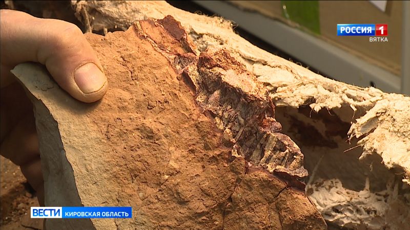 Вятский палеонтологический музей пополнил коллекцию уникальных находок