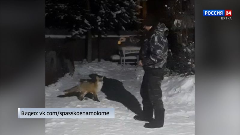 Спасский лис окончательно освоился в хозяйстве жителя села Котельничского района