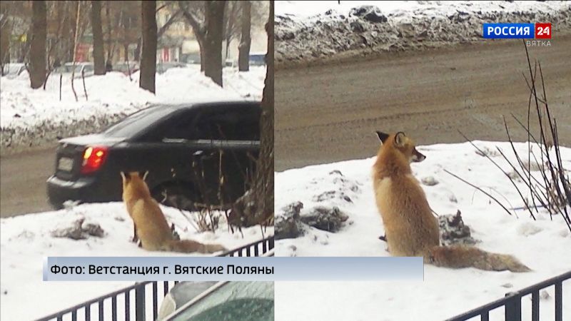 В Вятских Полянах по городским улицам разгуливала лиса