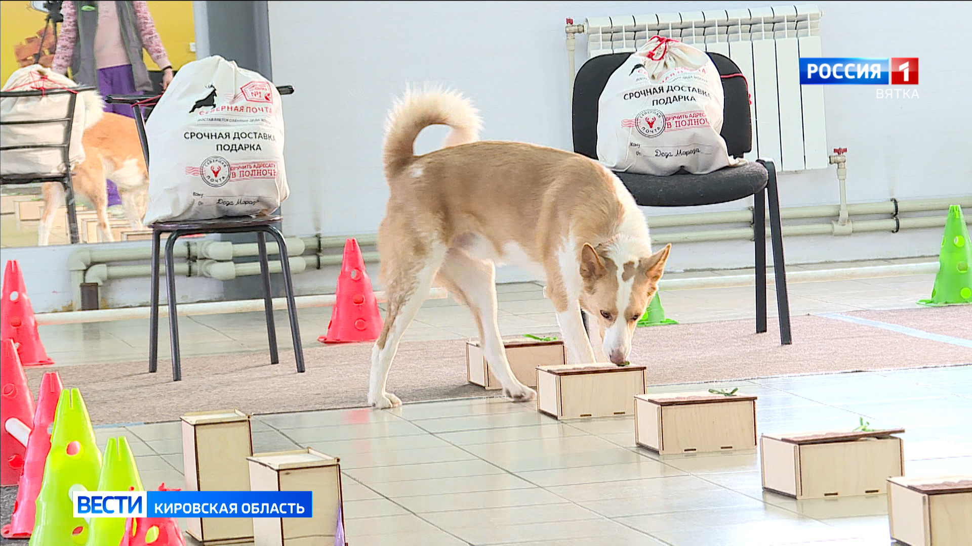 В Кирове состоялся чемпионат Российской кинологической федерации по ноузворку