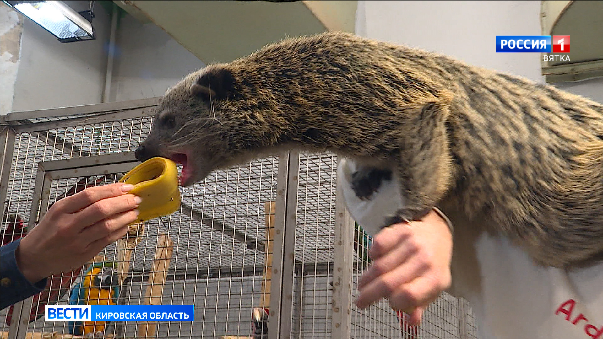 цирк на сцене дк. цирк дом культуры. цирк каскадеров пермь. цирк дом культуры. цирк дк кирова.