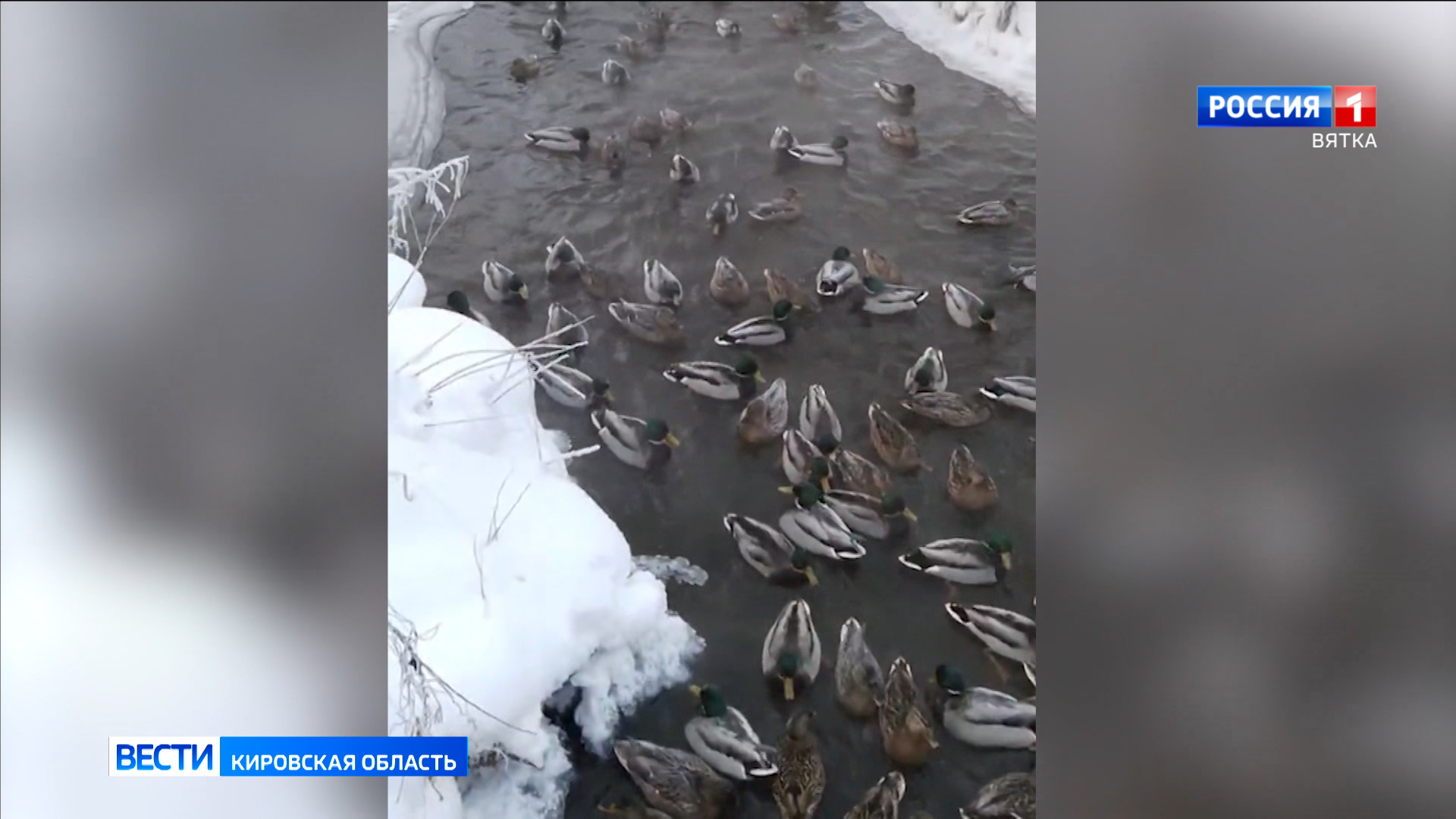 В Кировской области посчитали зимующих уток