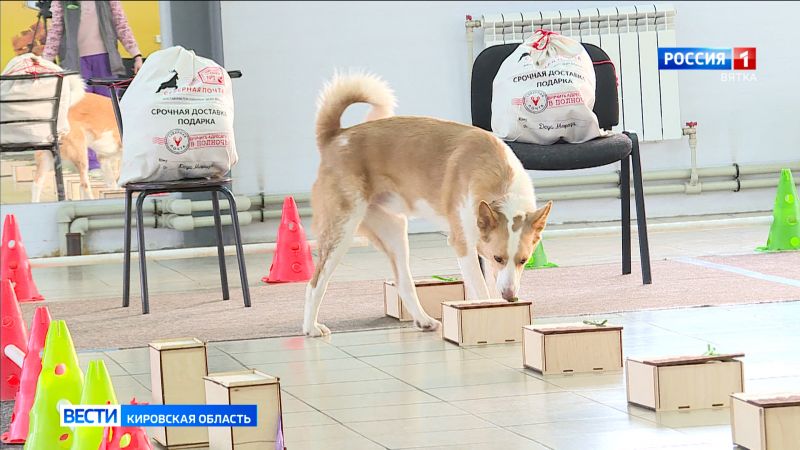 В Кирове состоялся чемпионат Российской кинологической федерации по ноузворку