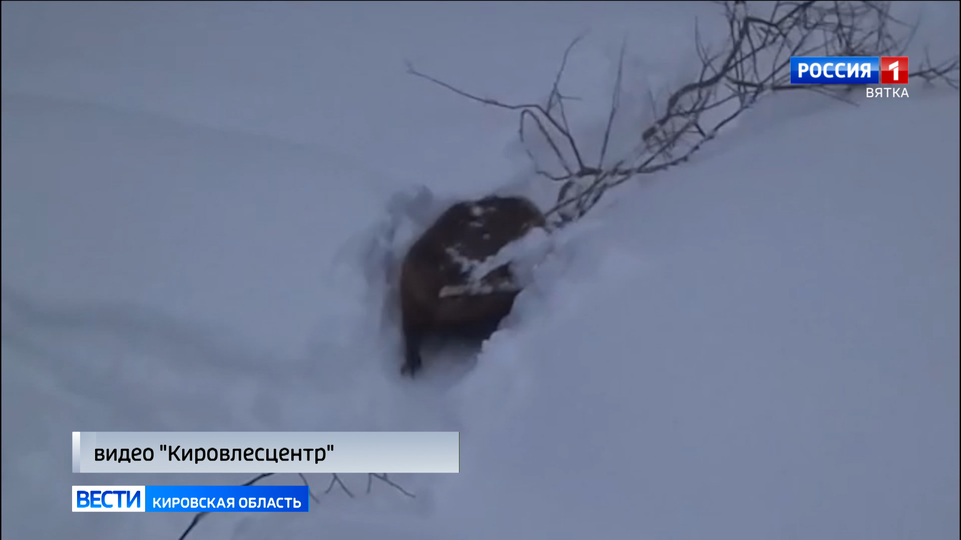 Сотрудники Котельничского лесничества засняли на берегу водоема бобра