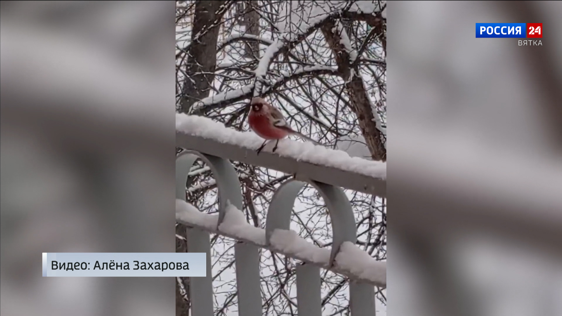 Редкую лесную птицу урагуса засняли в городе Сосновке Вятскополянского района