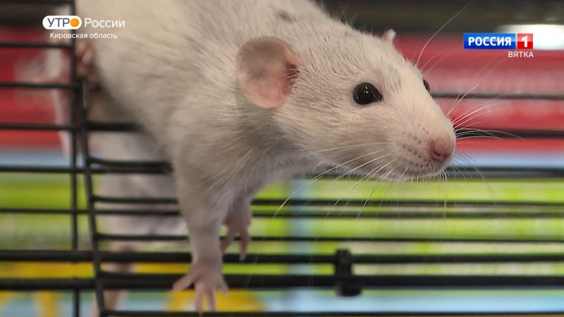 Хвост за хвост. Крысы (02.02.2024)