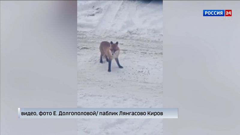 Лесная гостья пришла за угощеньем к жителям Лянгасово