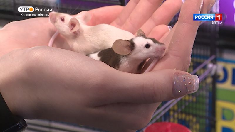 Хвост за хвост. Декоративная мышь (06.02.2024)