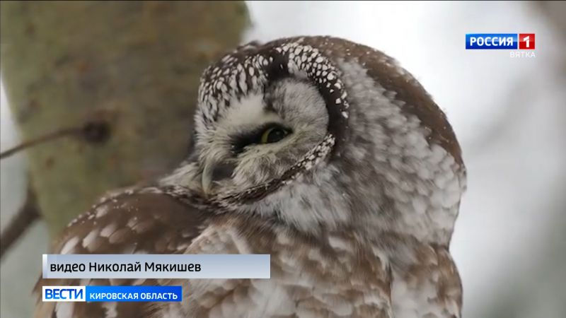 В Заречной части города кировчане наблюдали мохноногого сыча