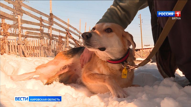 Кировчане спасли охотничью собаку у железной дороги