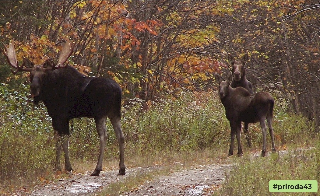 В Кировской области суд обязал охотников возместить ущерб в 640 тысяч рублей за незаконно добытых лосей