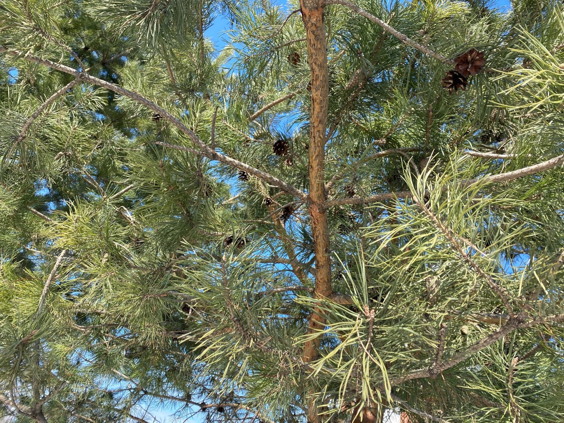 В понедельник в Кировской области ожидается дождь