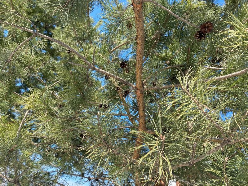 В понедельник в Кировской области ожидается дождь