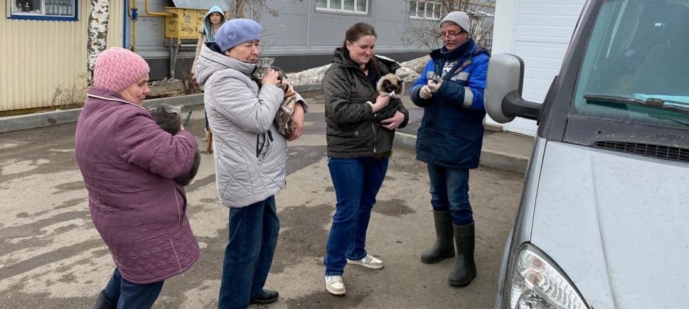 В Кировской области провели вакцинацию домашних животных от бешенства