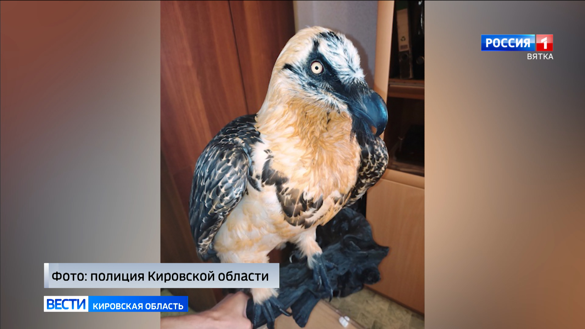 Жителя Кирова поймали на контрабанде чучел краснокнижных животных