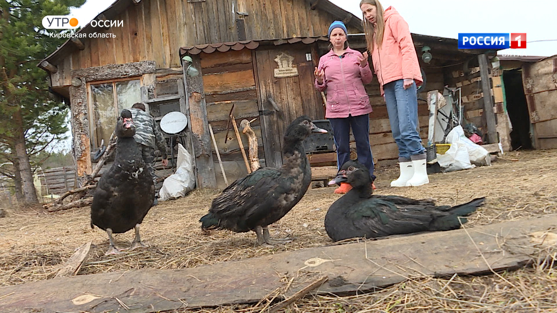 Хвост за хвост. Мускусная утка (25.04.2024)